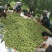 （优选）陕西大荔青翠李子（清脆李子）大量供应中
