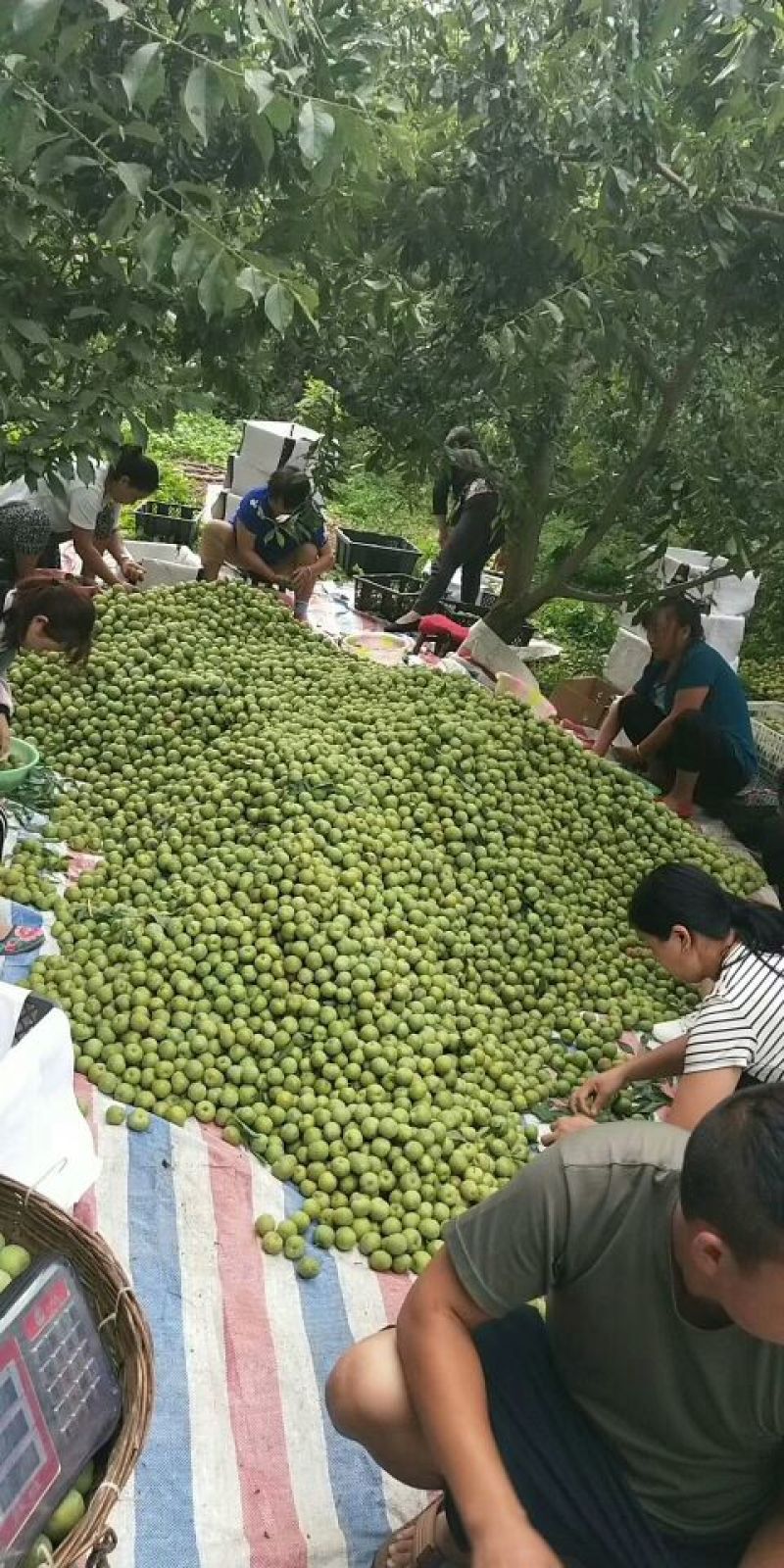 （优选）陕西大荔青翠李子（清脆李子）大量供应中