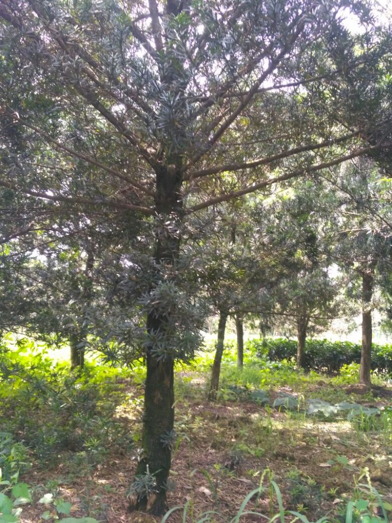 罗汉松，种植户基地直销