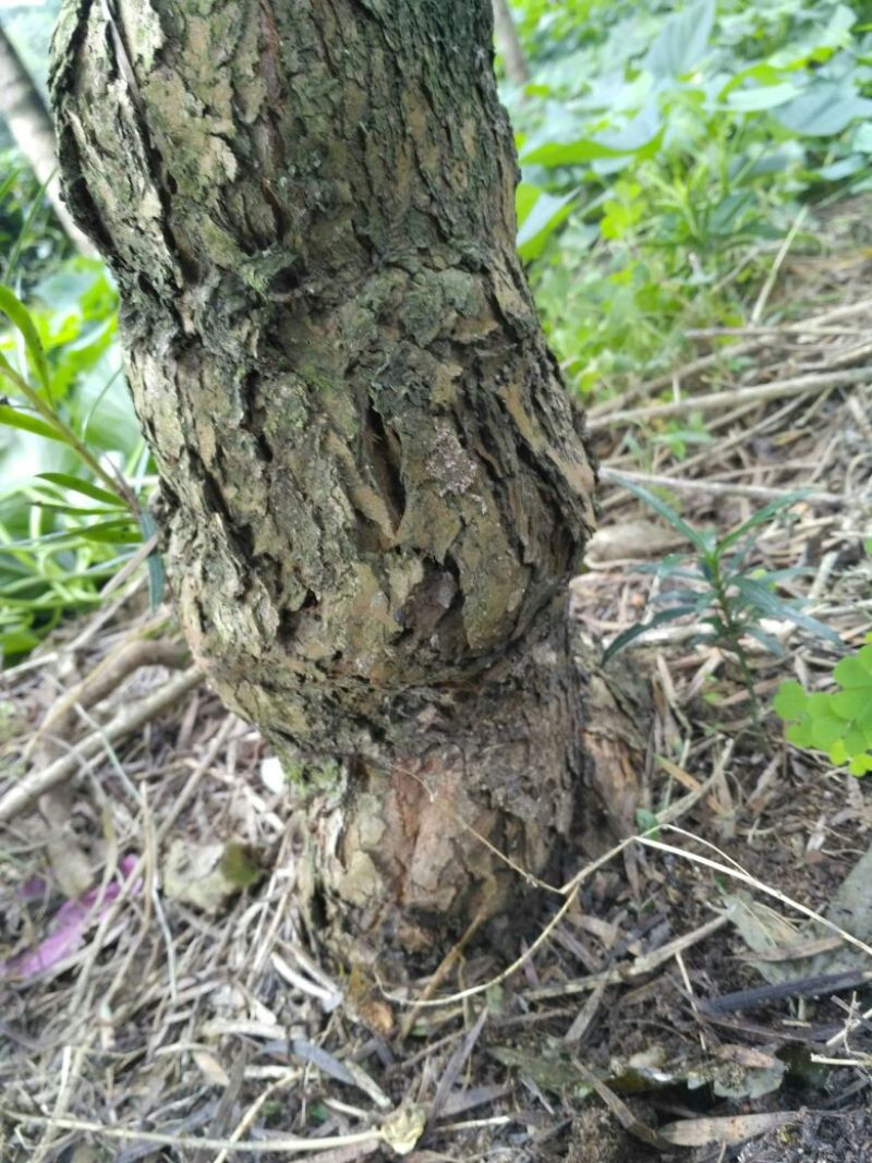罗汉松，种植户基地直销
