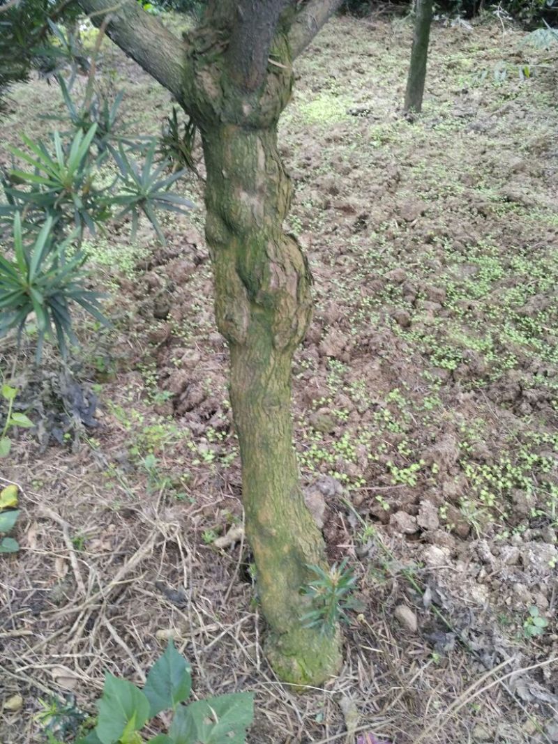 罗汉松，种植户基地直销
