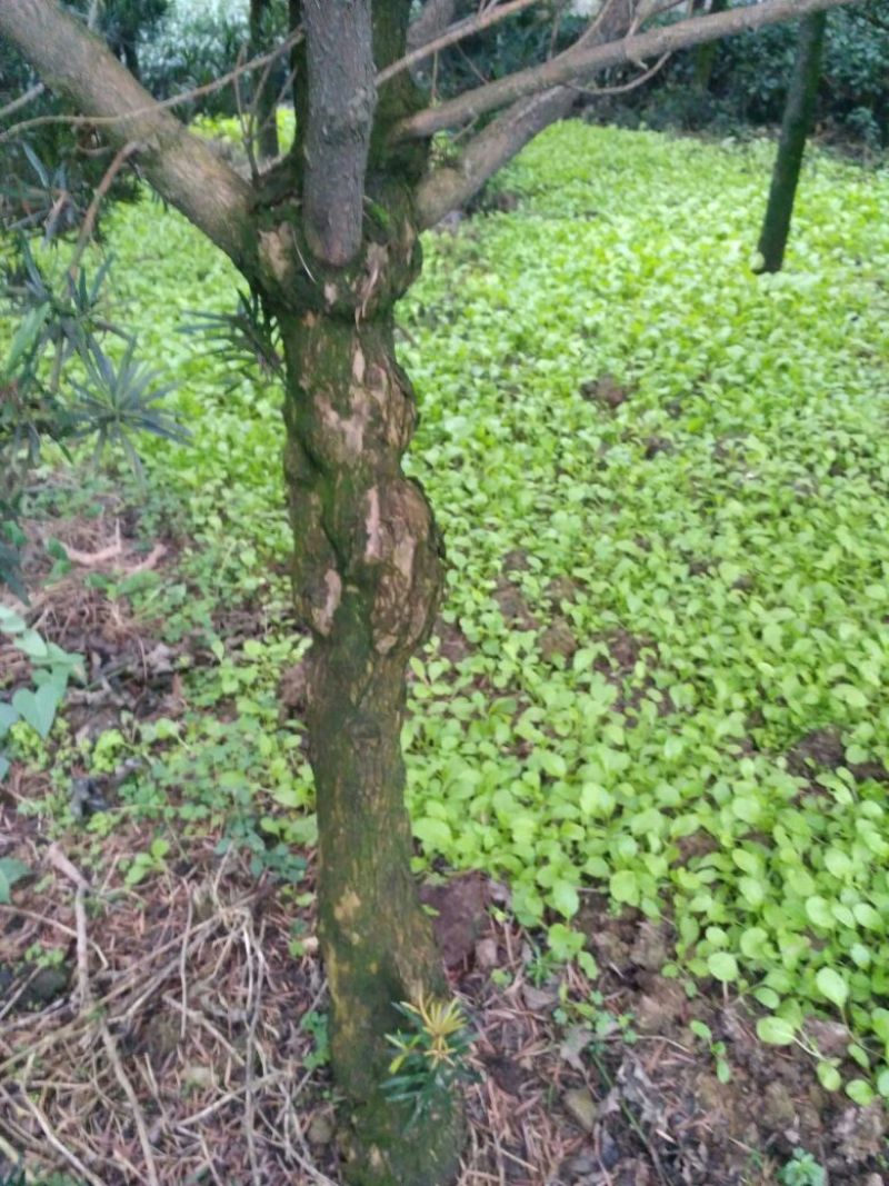 罗汉松，种植户基地直销
