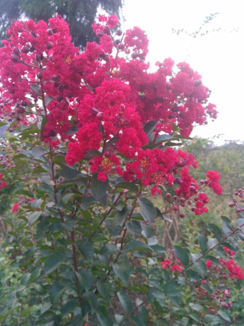 罗汉松，种植户基地直销