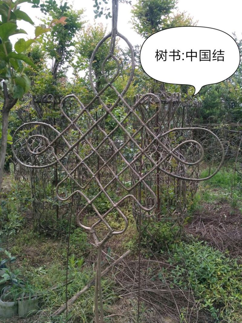 罗汉松，种植户基地直销