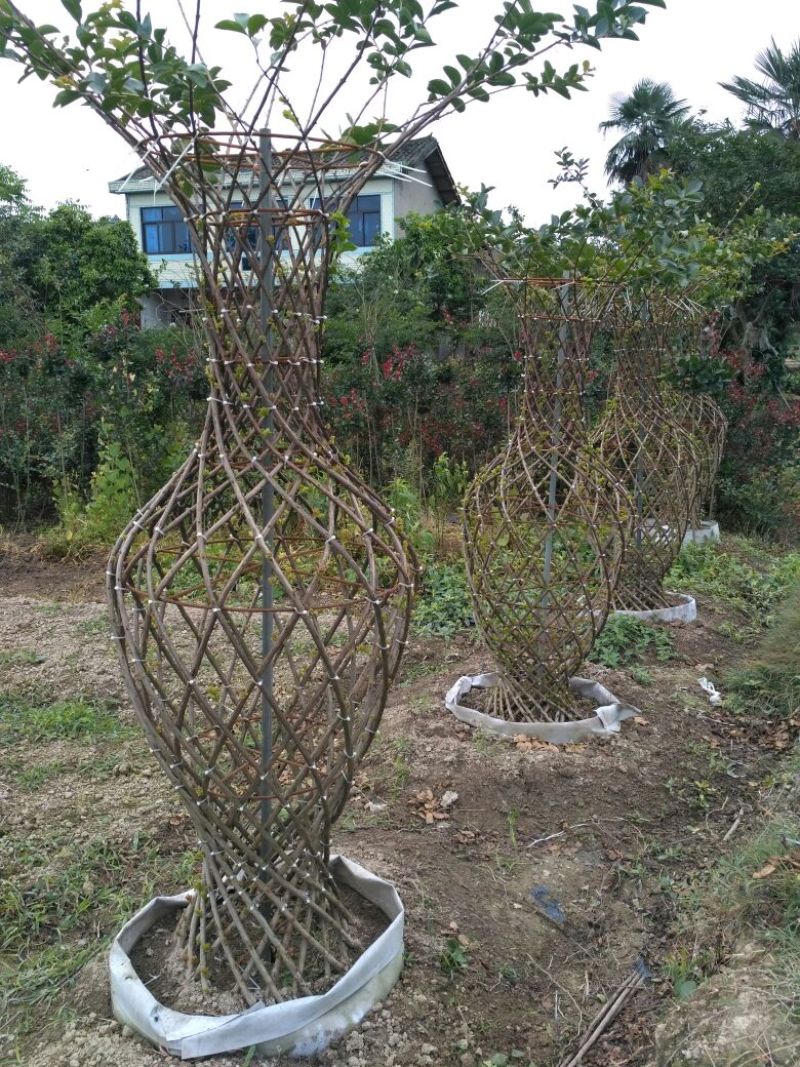 罗汉松，种植户基地直销