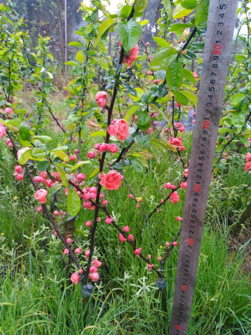 罗汉松，种植户基地直销