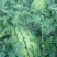 大量沙瓤西瓜上市