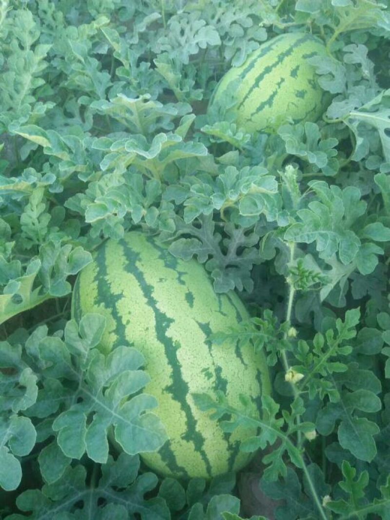 大量沙瓤西瓜上市