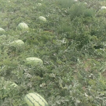 大量沙瓤西瓜上市