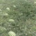 大量沙瓤西瓜上市