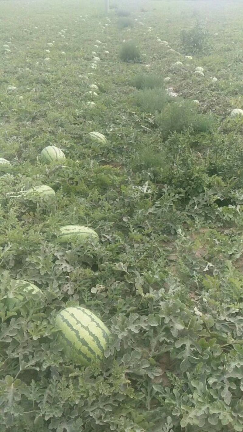 大量沙瓤西瓜上市