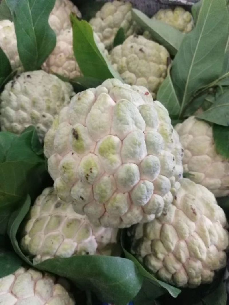 释迦果