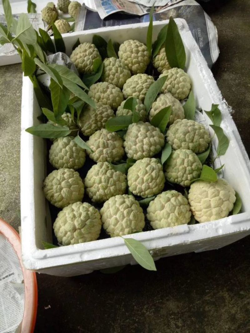释迦果