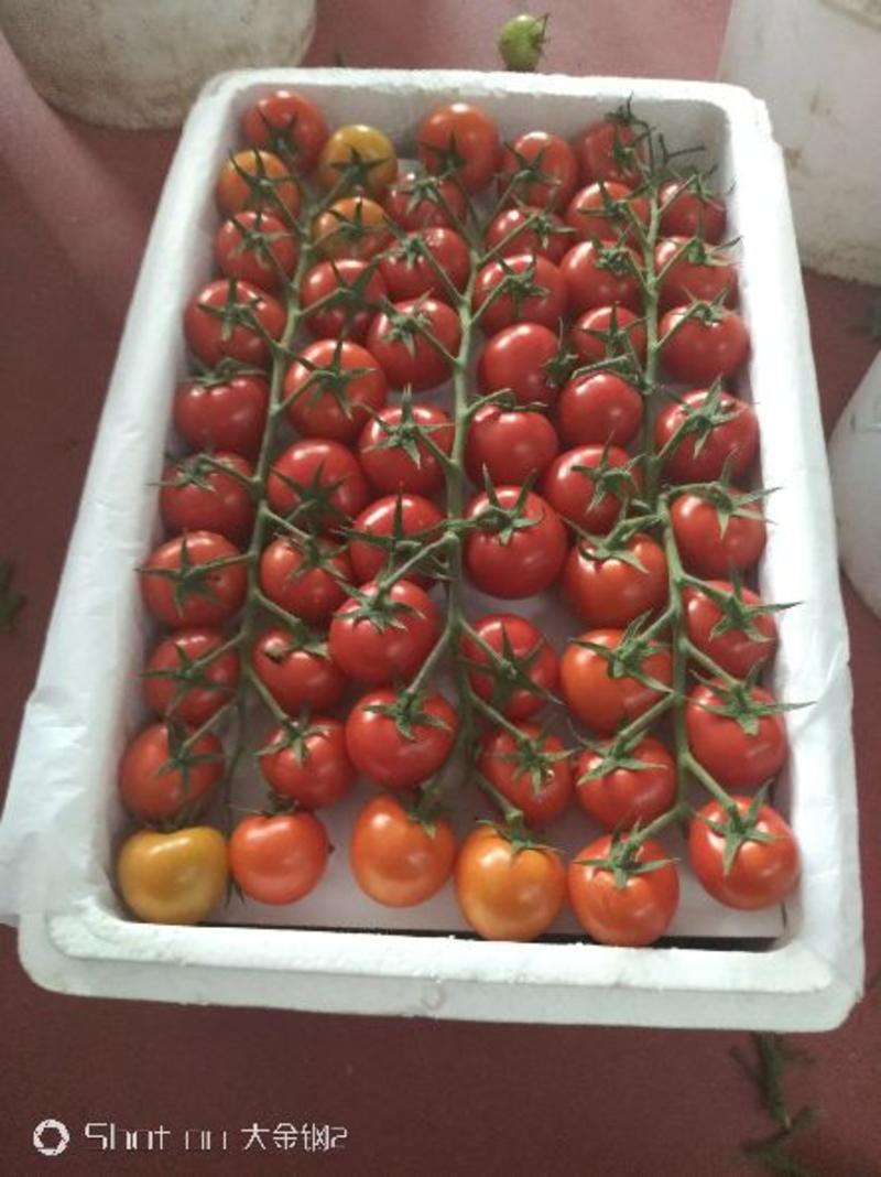 【实力】串红圣女果番茄串串圣女果黄串小番茄种植产地量大