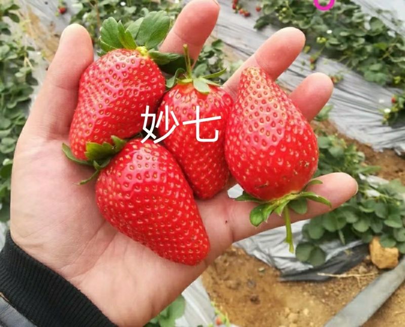 草莓苗隋珠香野妙七天仙醉宁玉越秀妙三