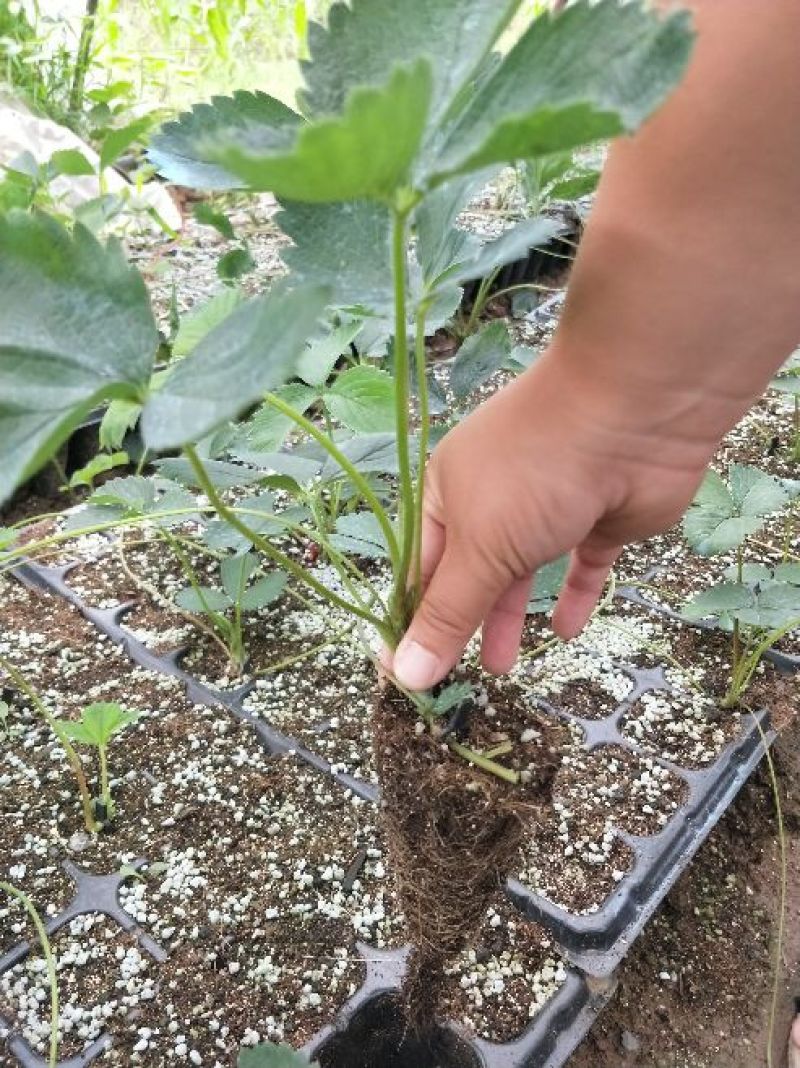 草莓苗隋珠香野妙七天仙醉宁玉越秀妙三