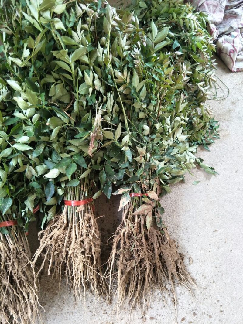 花椒苗无刺大红袍狮子头量大优惠根系发达保成活