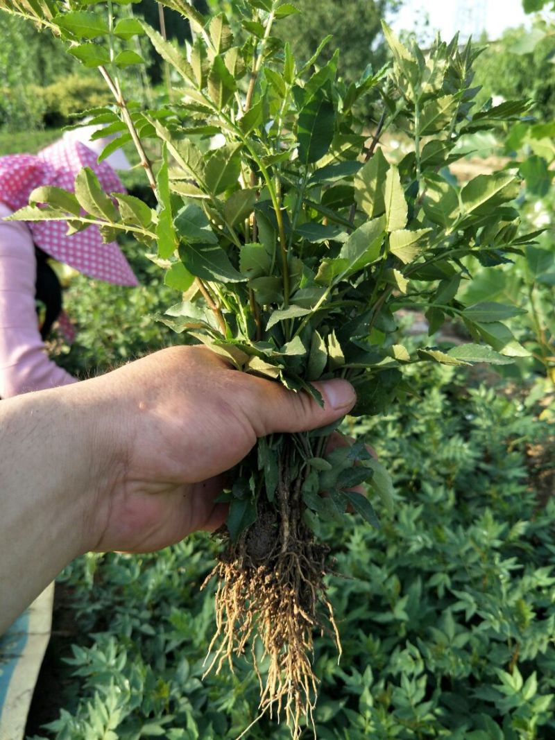 花椒苗无刺大红袍狮子头量大优惠根系发达保成活