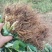 批发红颜草莓苗秒香草莓苗奶油草莓苗四季草莓苗白雪