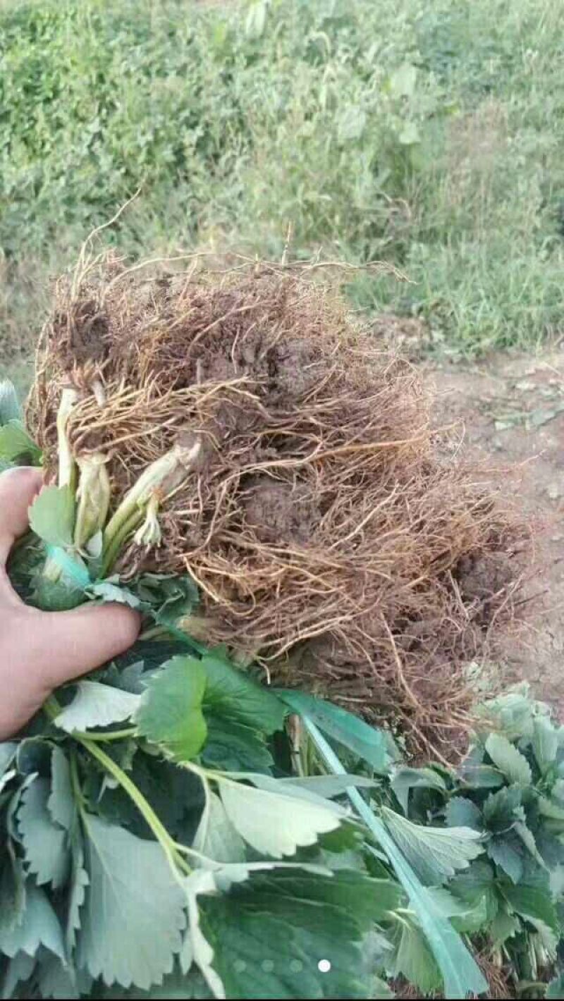 批发红颜草莓苗秒香草莓苗奶油草莓苗四季草莓苗白雪