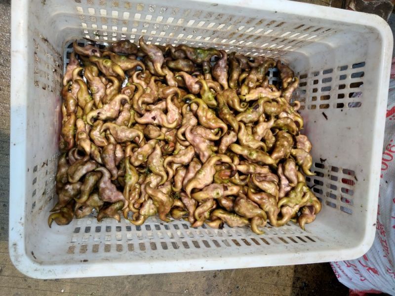 菱角家菱老菱角，又糯又甜，快来订购香糯甜