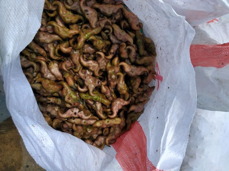 菱角家菱老菱角，又糯又甜，快来订购香糯甜
