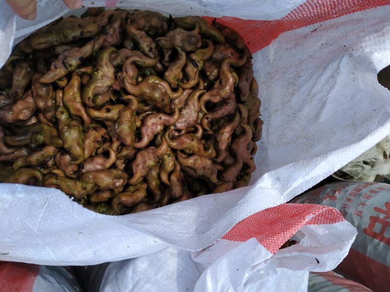 菱角家菱老菱角，又糯又甜，快来订购香糯甜