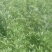 救心菜种苗～费菜苗多年生蔬菜种苗