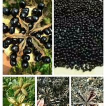 牡丹籽，牡丹种子，油用牡丹籽、榨油牡丹种子，育苗牡丹种子