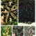 牡丹籽，牡丹种子，油用牡丹籽、榨油牡丹种子，育苗牡丹种子