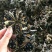牡丹籽，牡丹种子，油用牡丹籽、榨油牡丹种子，育苗牡丹种子