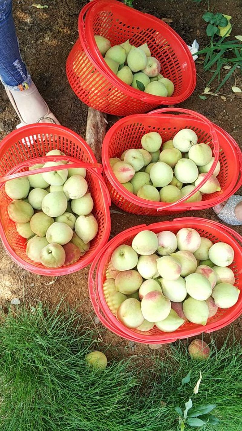 连州鹰嘴桃