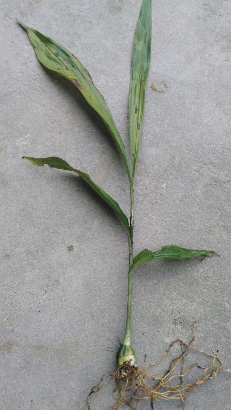 兰花～黄花鹤顶兰