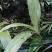 兰花～黄花鹤顶兰