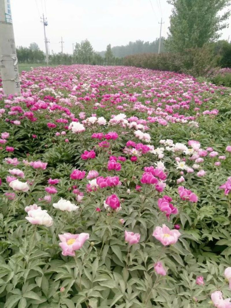 芍药种子，芍药籽，赤芍种子，白芍种子，育苗芍药种子，