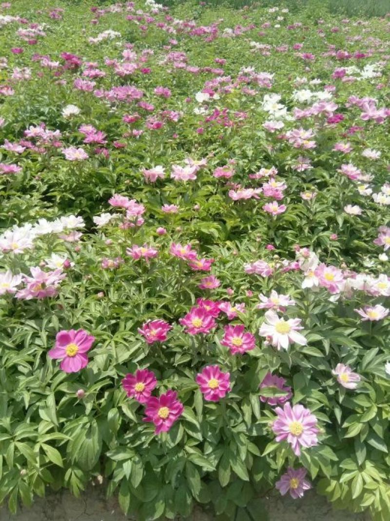 芍药种子，芍药籽，赤芍种子，白芍种子，育苗芍药种子，