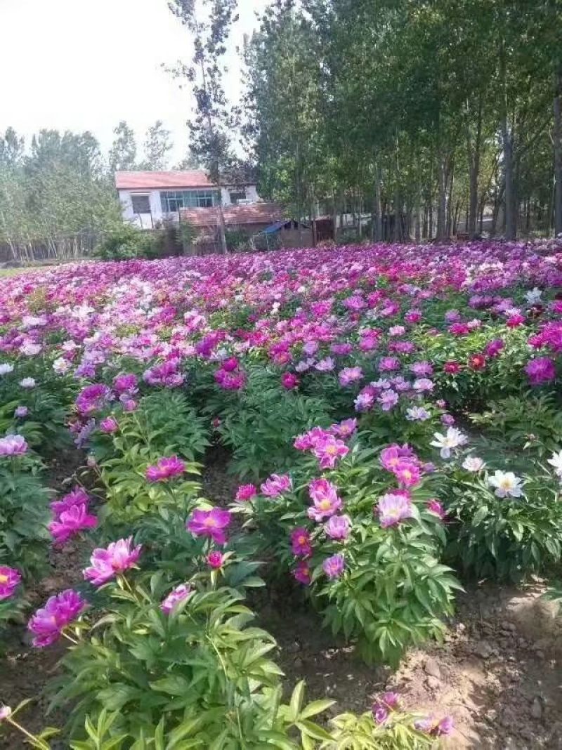 芍药种子，芍药籽，赤芍种子，白芍种子，育苗芍药种子，
