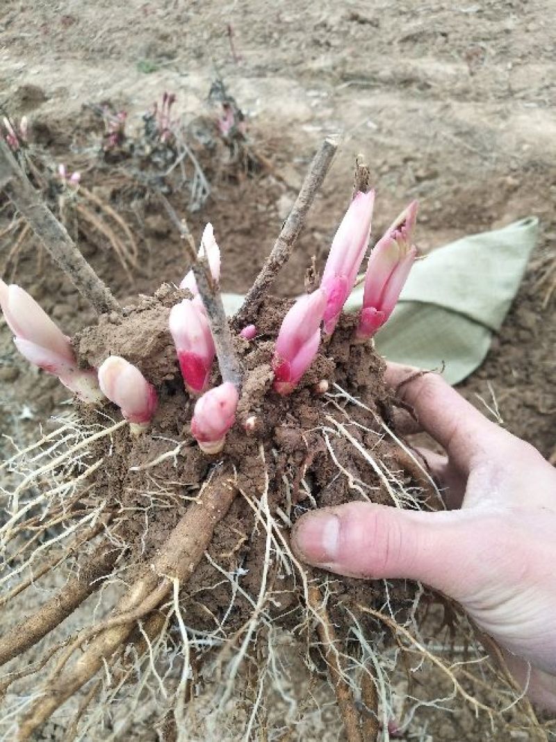 芍药，芍药芽块，原颗芍药，品种芍药，药用芍药，红花芍药