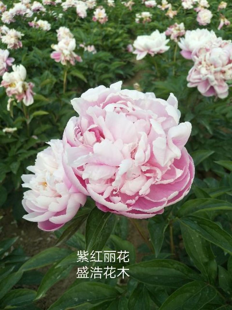 芍药，芍药芽块，原颗芍药，品种芍药，药用芍药，红花芍药