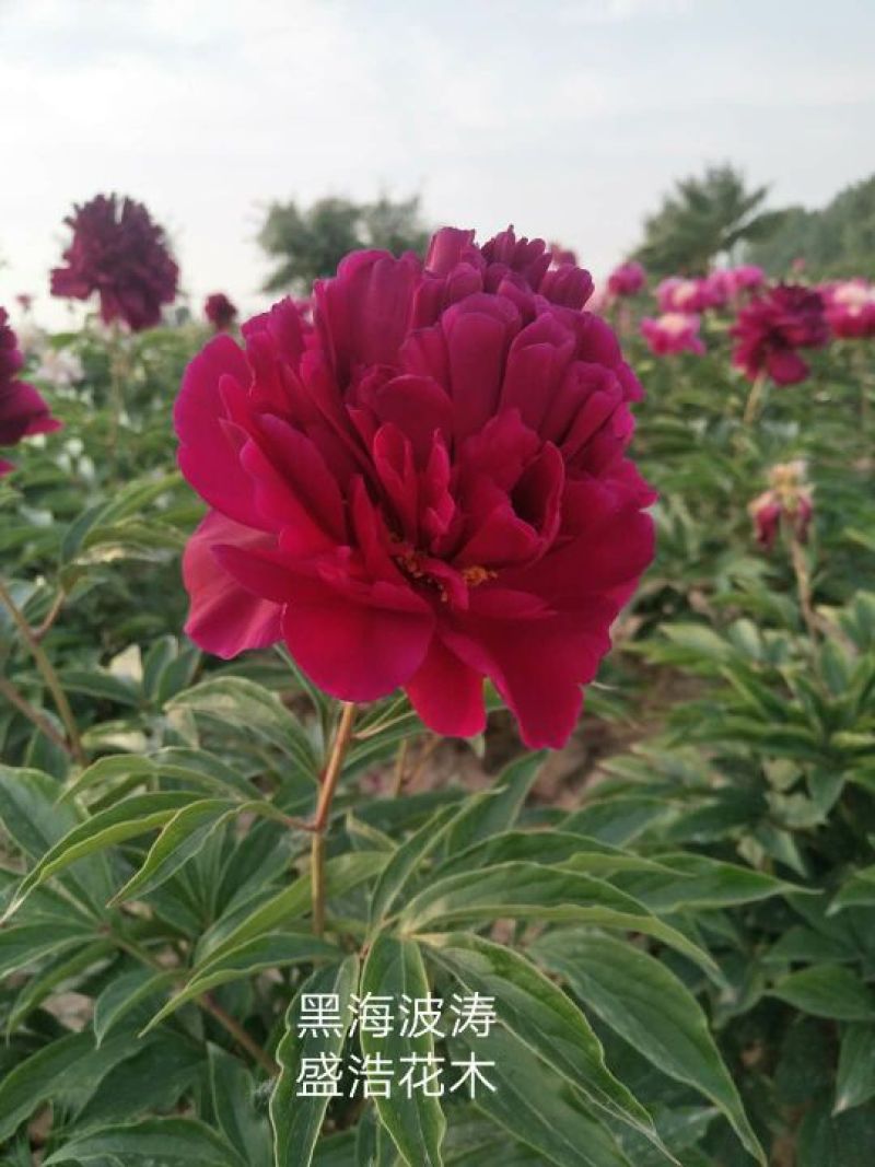芍药，芍药芽块，原颗芍药，品种芍药，药用芍药，红花芍药