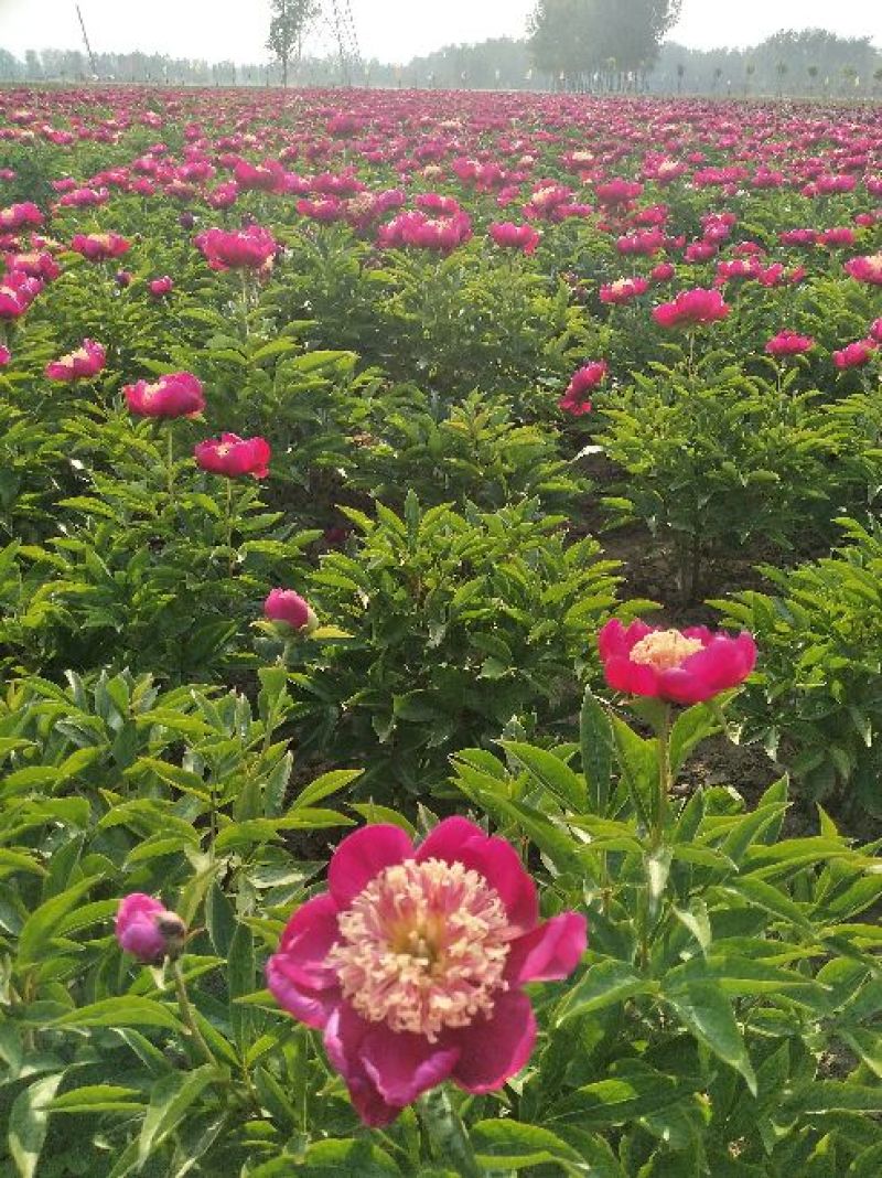 芍药，芍药芽块，原颗芍药，品种芍药，药用芍药，红花芍药