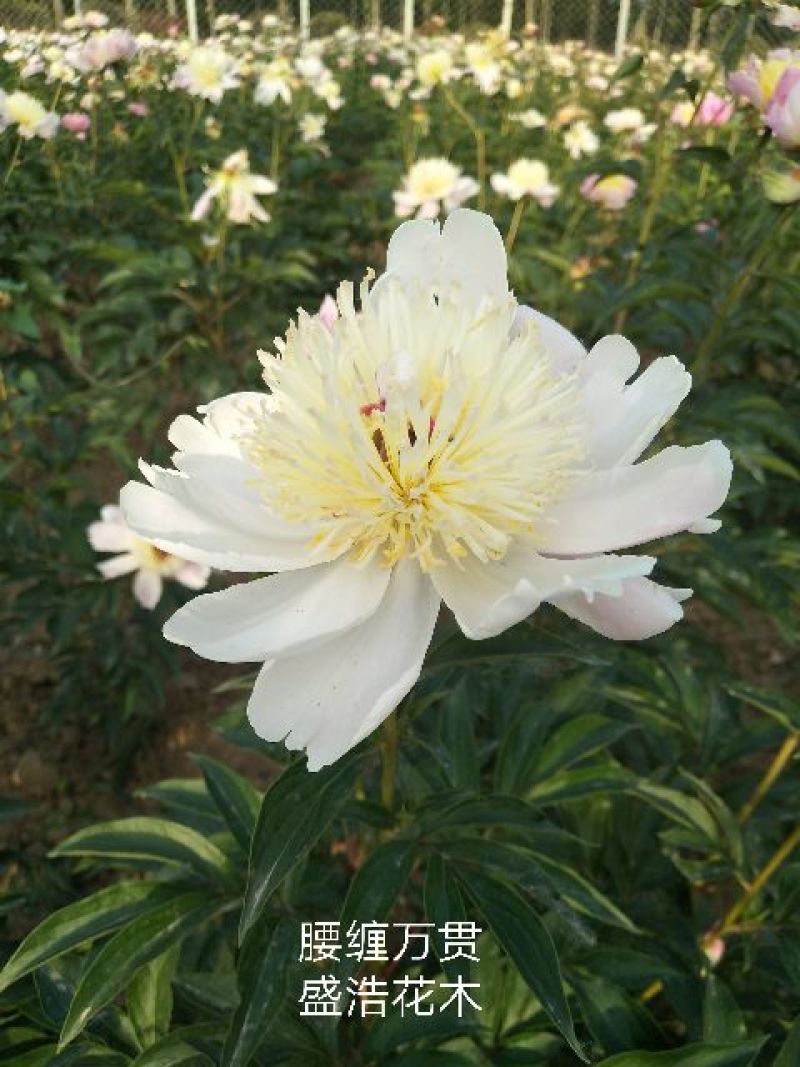 芍药，芍药芽块，原颗芍药，品种芍药，药用芍药，红花芍药
