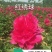 芍药，芍药芽块，原颗芍药，品种芍药，药用芍药，红花芍药