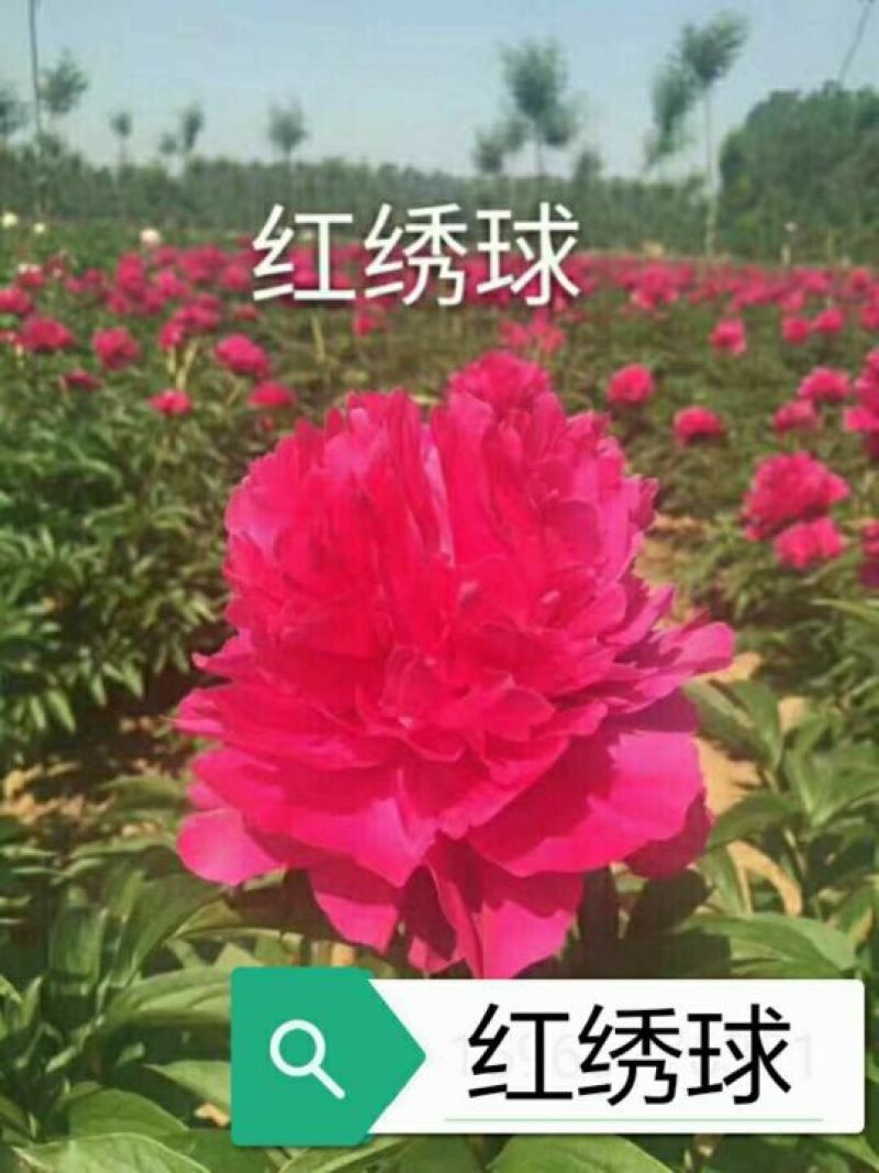 芍药，芍药芽块，原颗芍药，品种芍药，药用芍药，红花芍药