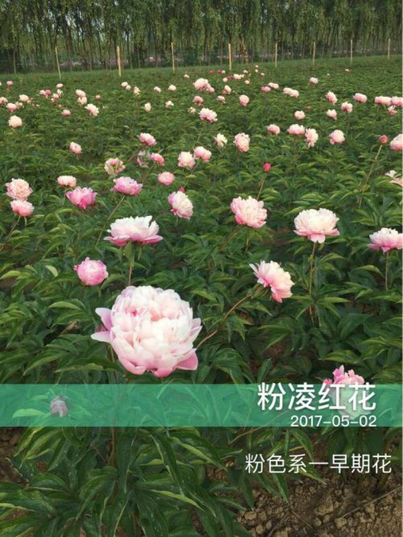 芍药，芍药芽块，原颗芍药，品种芍药，药用芍药，红花芍药