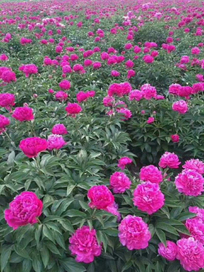 芍药，芍药芽块，原颗芍药，品种芍药，药用芍药，红花芍药