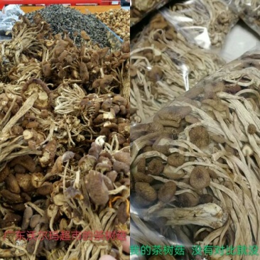 茶树菇——山里人家