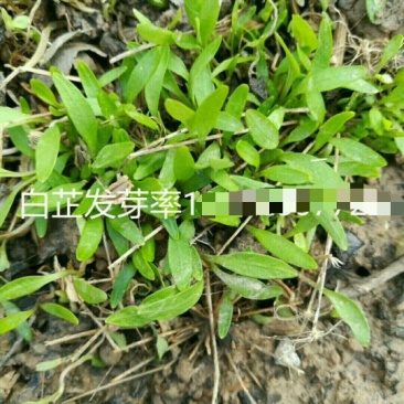 白芷，一年收，个大产量高效益快，好管理，上门回收！