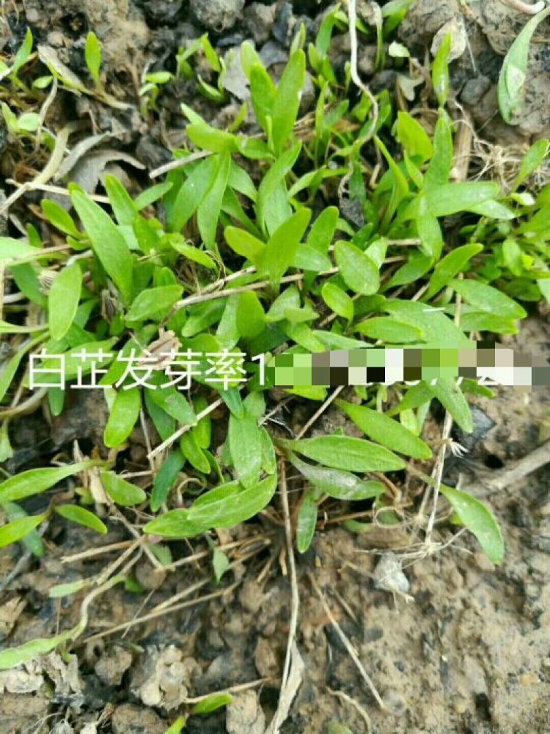 白芷，一年收，个大产量高效益快，好管理，上门回收！