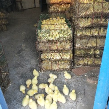 大量出售鹅苗